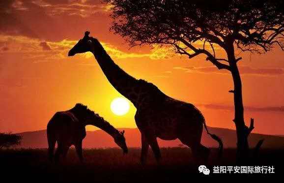 发现非洲体验之旅肯尼亚10游 发现非洲体验之旅肯尼亚10游