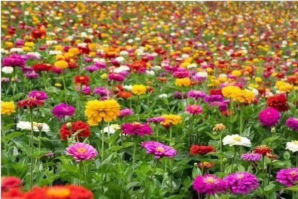 城头山遗址公园粉黛花海一日游 城头山遗址公园粉黛花海一日游